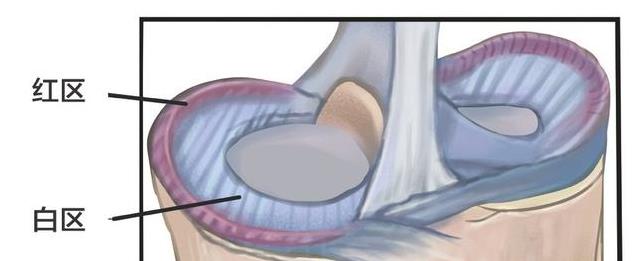 钙是骨头的 钙是骨头的